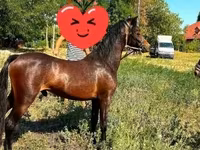 Cheval, Chevaux — photo 5