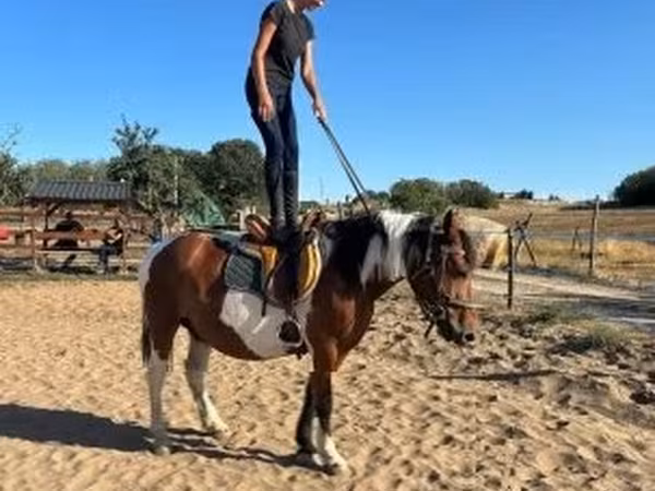 Кобила, Pinto horses
