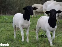 Ovejas (lote, sexo no especificado), Dorper sheep — foto 4