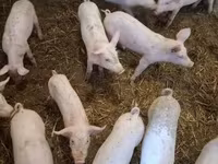 母猪, Pigs — 照片 3