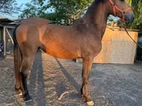 فرس, الخيول — الصورة 2