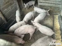 猪（批次，未指定性别）, Pigs — 照片 1