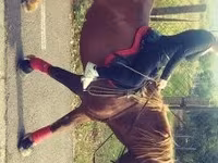 Horse (M), Horses — photo 3