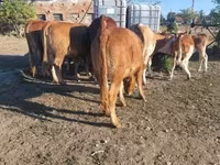 母牛, Limousin cow — 照片 6