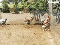 Chickens — الصورة 5