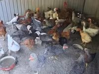Chickens — zdjęcie 1