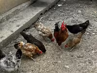 Chickens — photo 5