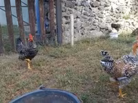 Bantam japonesa — foto 8