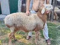 Ram, Rhon sheep — photo 4