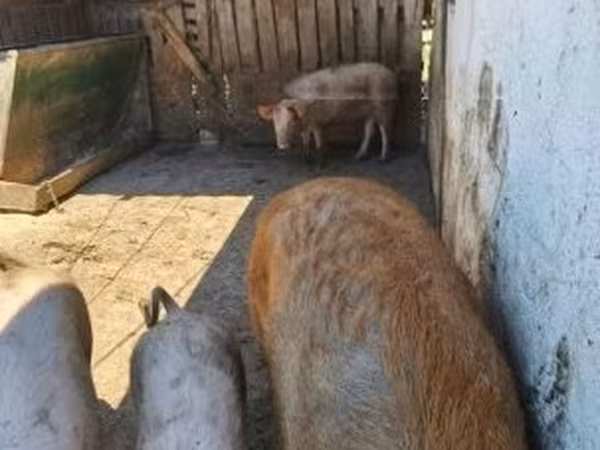 Knur,  — Węgry