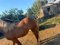 فرس, Hungarian horse breed — الصورة 2