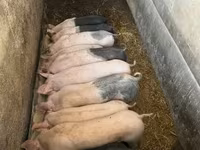 Cerdos (lote, sexo no especificado), Cerdos — foto 2