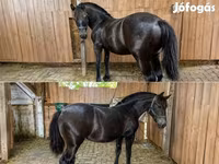 公马, Horses — 照片 2