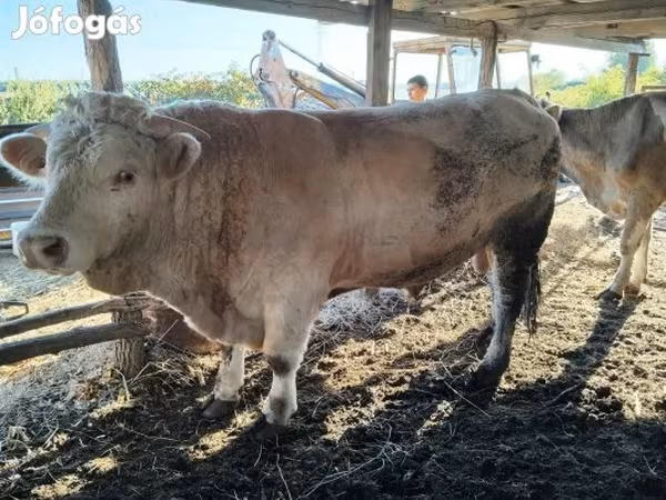 公牛, Charolais cattle