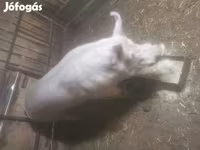 Boar, Крупная белая — photo 2