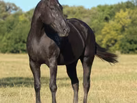Kobila, Quarter Horse — fotografija 4