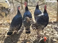 Turkeys — foto 4