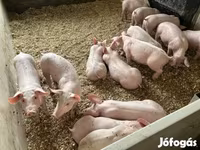 猪（批次，未指定性别）, Pigs — 照片 4