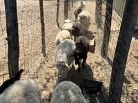 Owca, Merino sheep — zdjęcie 2