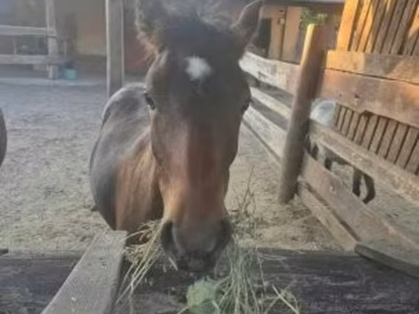 雄馬, Welsh Cob