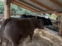 Toro, Raza Holstein — foto 5