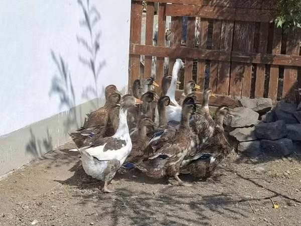 Ducks — Угорщина