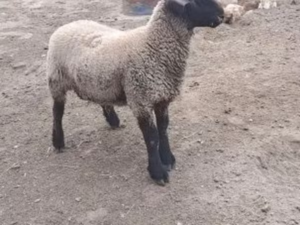Baran, White Suffolk sheep — Węgry