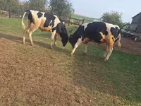 Bik, Russian Black pied cattle — fotografija 3
