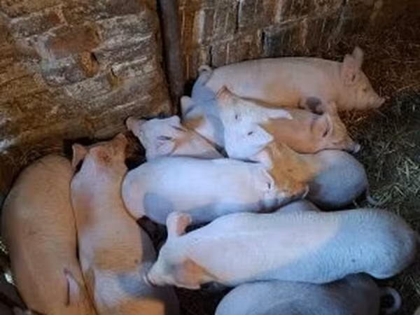 Svinje (partija, pol nije naveden), Свиње