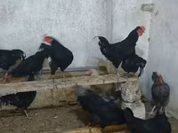 Australorp — fotografija 3