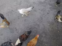 Chickens — fotografija 2