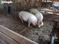 公猪, Крупная белая — 照片 2