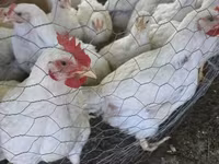 Chickens — fotografija 1