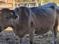 Kuh, Charolais cattle — Foto 4
