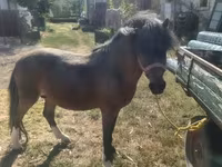 公马, Horses — 照片 3
