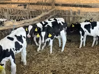 Bulle, Russian Black pied cattle — Foto 5