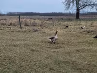 Geese — foto 4