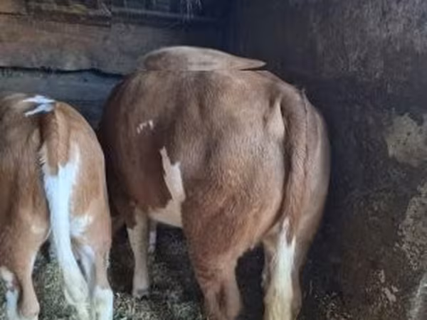 Touro, Raça cinza húngara — Hungria