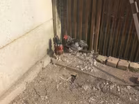 Chickens — الصورة 3