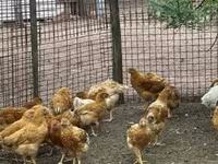 Chickens — photo 2