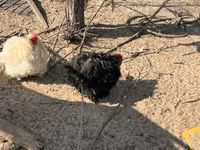 بيكين بانتام — الصورة 2