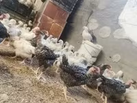 Chickens — 写真 3