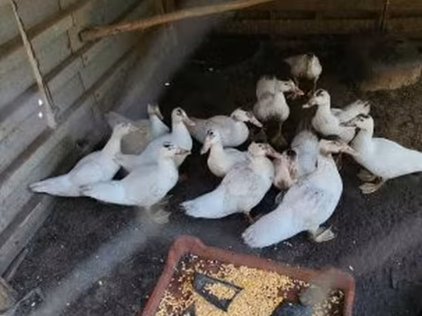 Ducks