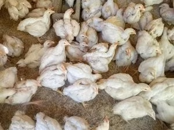 Chickens — Hungria