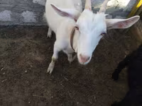 عنزة, Saanen goat — الصورة 3