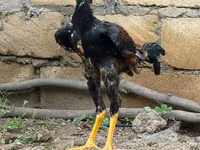 Guinea fowl — الصورة 1