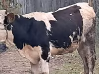 Bull, Simmental cattle — photo 2