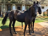 公马, Nonius horse — 照片 5