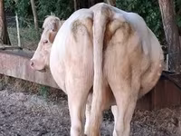 母牛, Charolais cattle — 照片 4