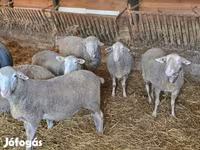 公羊, Merino sheep — 照片 2